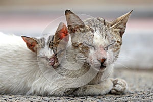 Vagrant sick cats. Homeless wild cats on dirty street in AsiaÂ 